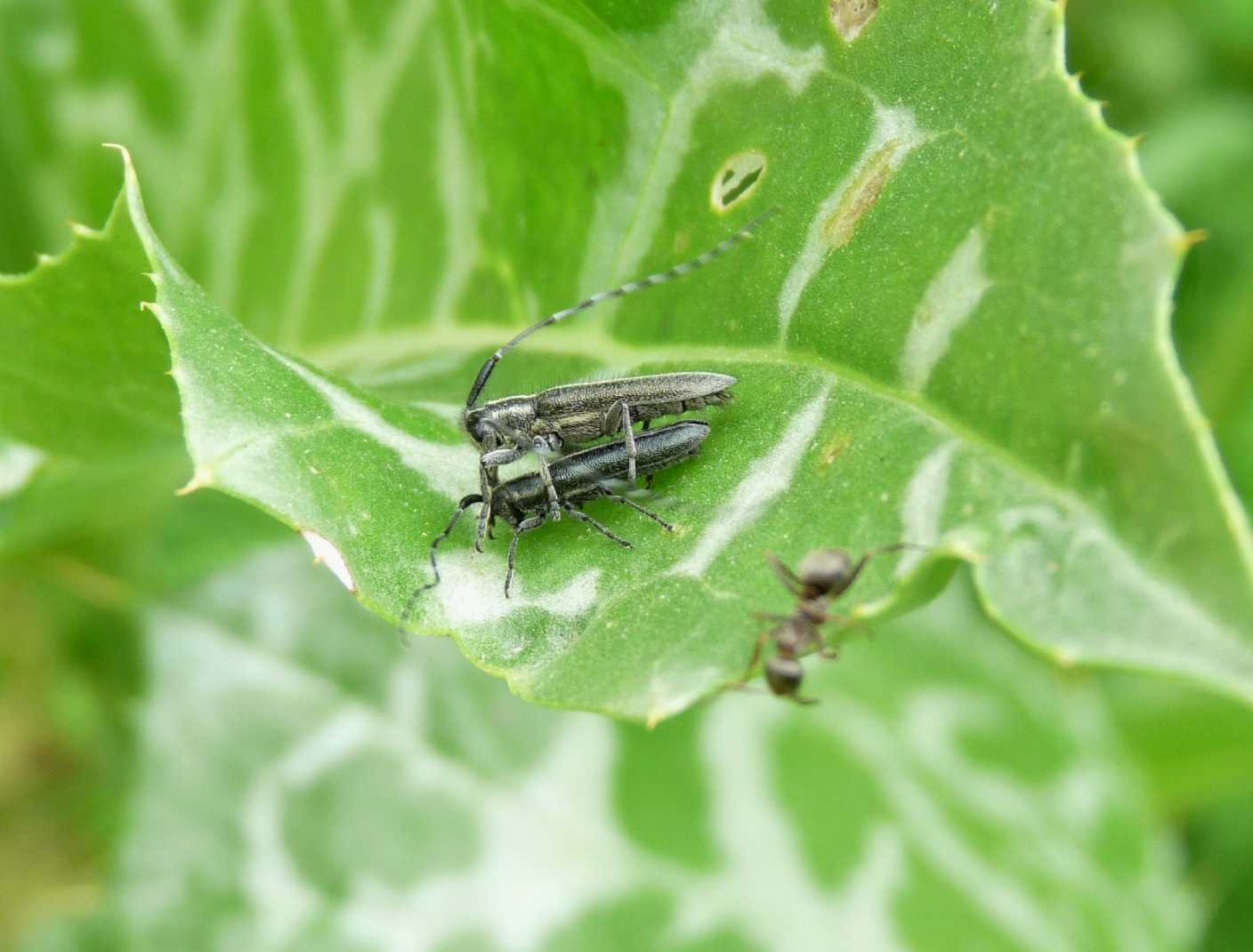 Agapanthia in accoppiamento: Agapanthia (s. str.) cardui